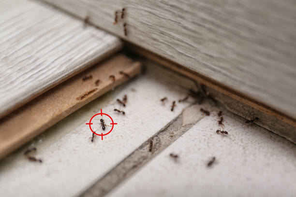 Best Pest Prevention Services  in Denton, NC